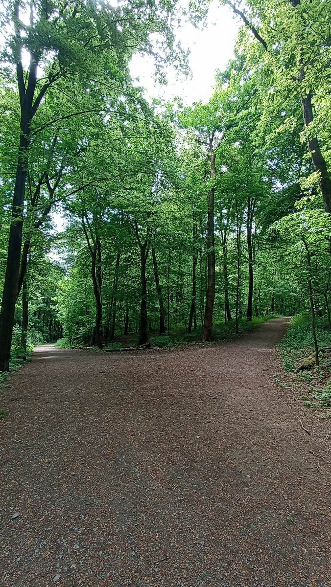 kerstinschrde16's tweet photo. #wuppertal #mittagspause

Links: gesunder #klimaretter #buchenwald den #bugasonicht retten will mit JA!keine #buga31!

Rechts:So sieht @stadt_wuppertal + Förderverein proBUGA die #Natur.
So sehen zukünftige Ausgleichsflächen aus f. Abholzung v. siehe links https://t.co/4gRTC3yM4w