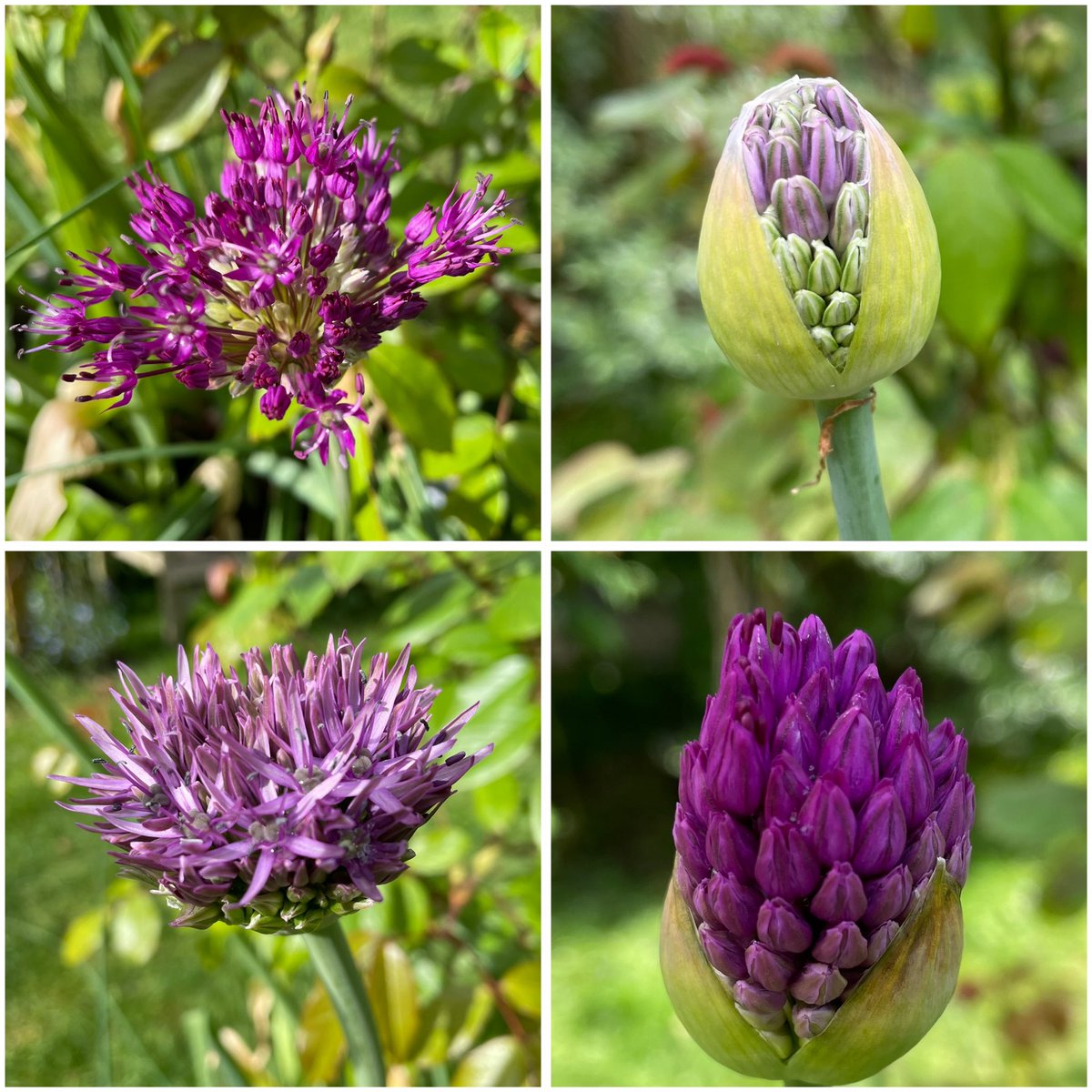 The Aliums are coming