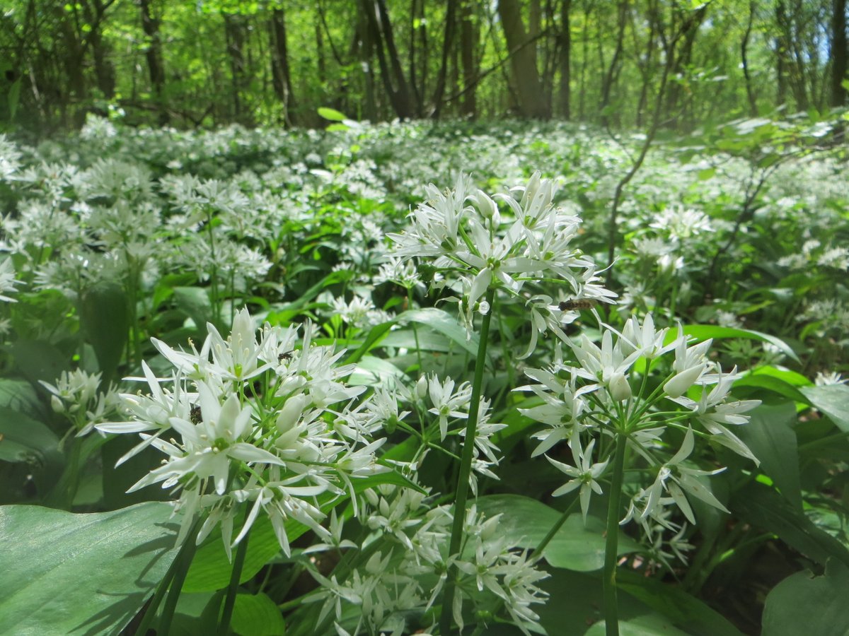 Visit the Forest of Dean & Wye Valley tweet media