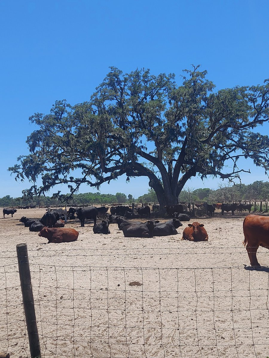 sanderscattle's tweet image. About to start home from florida with another load of fresh fantastic home raised beef.  Got some pics this trip.  What a place.  @BeefHome @sanderscowgirl