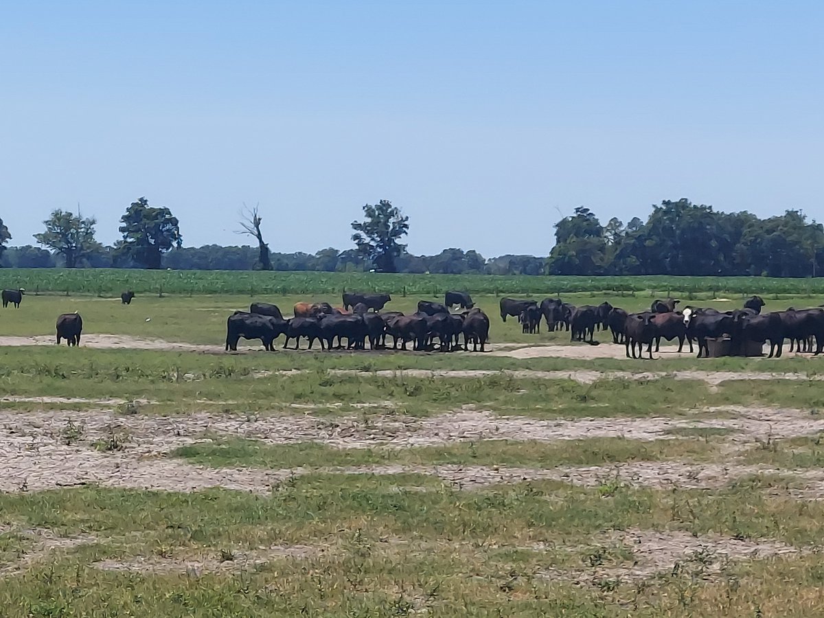 sanderscattle's tweet image. About to start home from florida with another load of fresh fantastic home raised beef.  Got some pics this trip.  What a place.  @BeefHome @sanderscowgirl