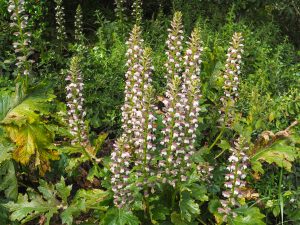 SconeGardenFair's tweet photo. Delighted to welcome Elmlea Plants to Scone Palace Garden Fair on 3rd and 4th June - a small, family-run nursery in Newton Stewart, specialising in herbaceous perennials and grasses, late flowering plants such as heleniums, and a range of larger plants for customers with space. https://t.co/SPtPQpc1cJ