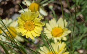SconeGardenFair's tweet photo. Delighted to welcome Elmlea Plants to Scone Palace Garden Fair on 3rd and 4th June - a small, family-run nursery in Newton Stewart, specialising in herbaceous perennials and grasses, late flowering plants such as heleniums, and a range of larger plants for customers with space. https://t.co/SPtPQpc1cJ