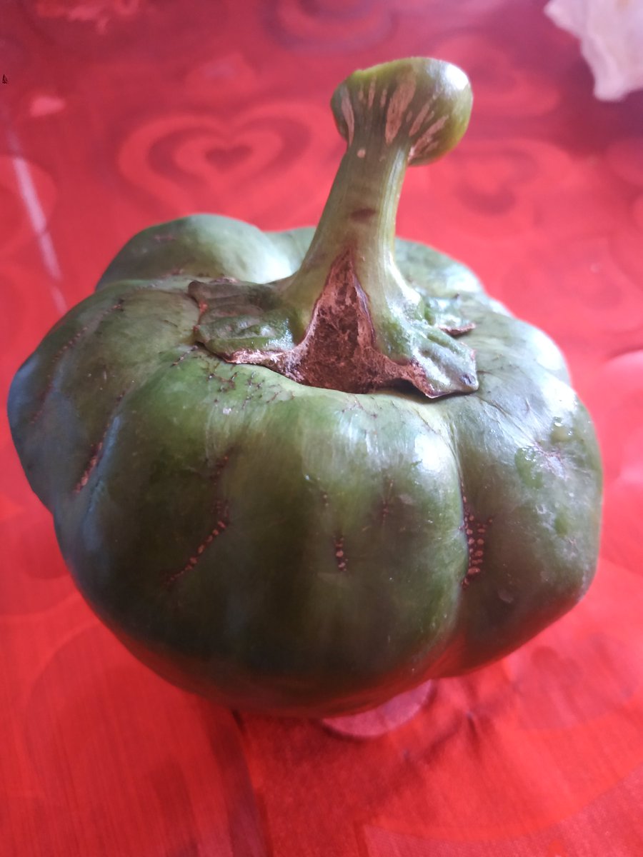 OYuyi35's tweet photo. Pimien-chofa? Alca- mento? Es un pimiento, está claro que no se decidió..🤪 https://t.co/uPc5QxtFIA