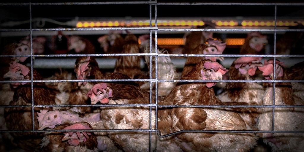 humaneleagueuk's tweet photo. Today we are joined with charities, celebrities, and MPs in calling for a Government consultation on banning cages for hens. This is the vital next step in ending these horrific, outdated contraptions.
@GOVUK the time is now, launch a consultation. https://t.co/rSb0FzYVx3 https://t.co/8wWVR0ATdW