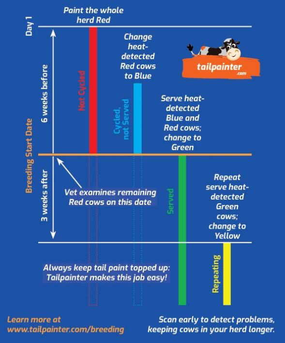 tailpainter's tweet image. Keep an eye out for the Tailpainter recommended breeding chart which can be found on the back of our products! 
The breeding chart will give you instructions on what to do during the breeding season! Farmers can use any colour they want once you stick to a format! 🎨