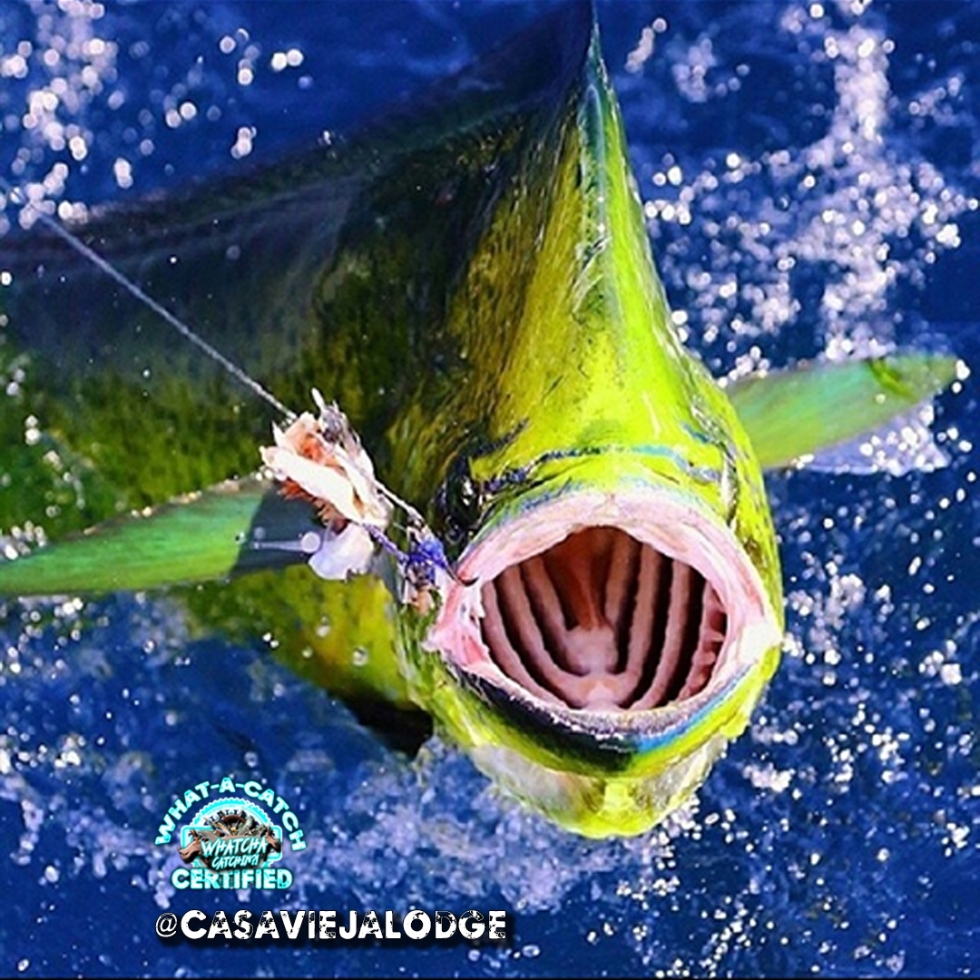 Awesome Mahi Shot from @casaviejalodge ! #whatacatch #certified #fishingisdope #fishingislife #fishingismyhustle #fishinglife #fishinglifestyle #fishingline #fishinglove #fishinglovers #mahimahi#thetugisthedrug #mahifishing #dolphinfish #offshore #offshorefishing #whatchacatchin