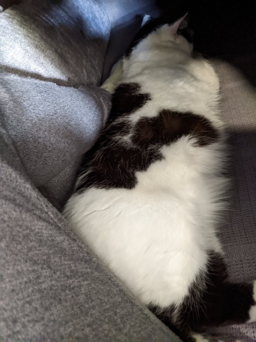 _JennShelton's tweet photo. I drank a very large cup of coffee and I desperately need to pee but the cat is passed out...what do I do 😭

#catmumproblems https://t.co/Ny9wpg1fXb