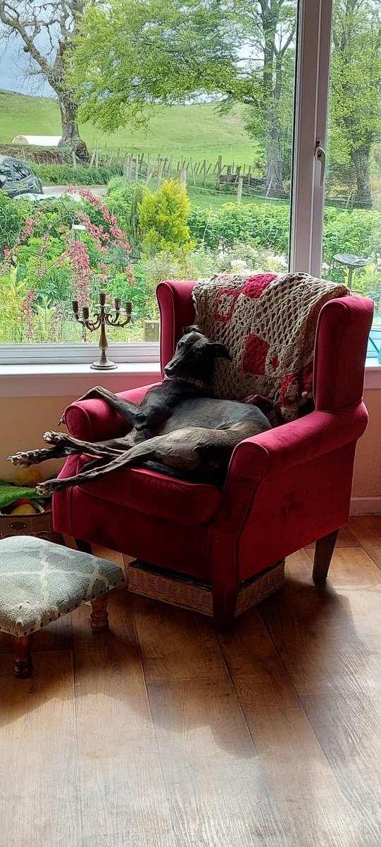 PetsSit's tweet photo. Our new house sit on Mull! ๐ด๓ ง๓ ข๓ ณ๓ ฃ๓ ด๓ ฟ @Housesitting What a perfect menagerie we have to look after ๐ and the view of ponies on the hill ๐๐ฅฐ#teamtrusted https://t.co/DvKl9kpg49