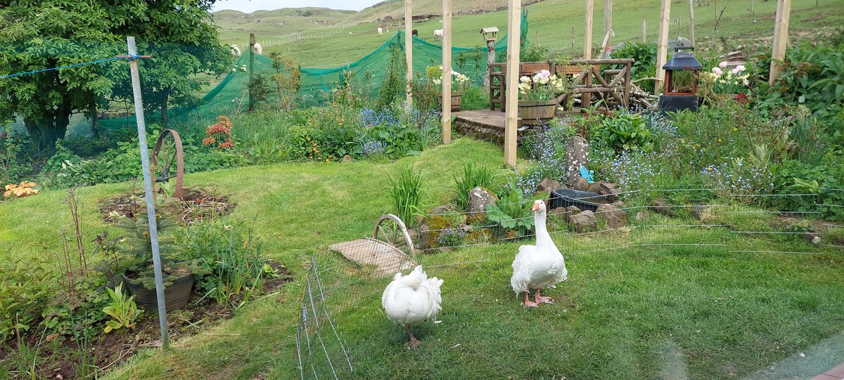 PetsSit's tweet photo. Our new house sit on Mull! ๐ด๓ ง๓ ข๓ ณ๓ ฃ๓ ด๓ ฟ @Housesitting What a perfect menagerie we have to look after ๐ and the view of ponies on the hill ๐๐ฅฐ#teamtrusted https://t.co/DvKl9kpg49
