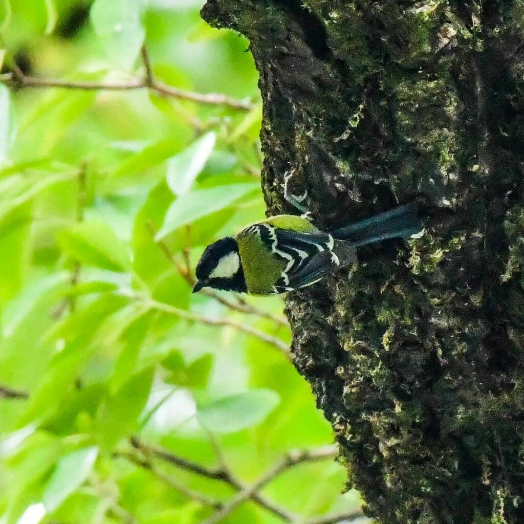 Meet the little songstress from GHNP, the Green-backed Tit. 

#indiaves #birdphotographersofindia #birdwatching #greenbackedtit #tit
#greathimalayannationalpark 
#tirthanvalley #banjar #flachen #himalayas #birdsofindia