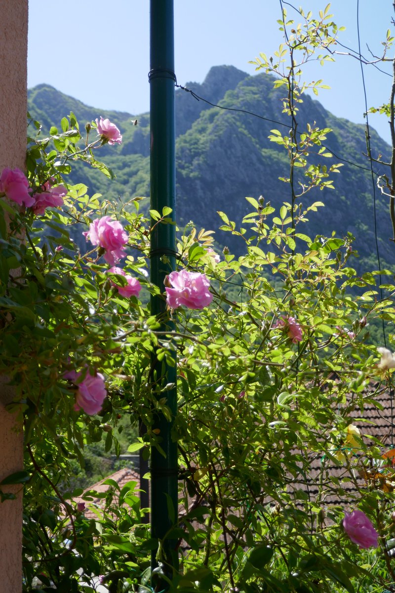anke_hc's tweet photo. @anke_hc of EcoHouse, built to #PassivHausStandard, growing their garden in #watertolerant way. Our first lemon blossons, roses show the eagle mountain in background. #WorldGBC #dorset #MGS #macedonianhoney #Risan https://t.co/FjhUSCicFo