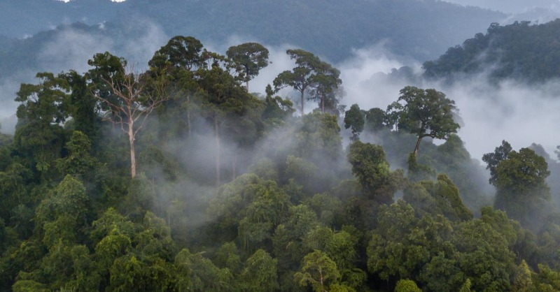 restoreforward's tweet photo. 🌳#ForestIntegrity = its ability to store carbon + protect biodiversity + provide social &amp; economic benefits.

For the 1st time @globalforests Forest Landscape Integrity Index tracks #ForestIntegrity globally. Read more:👇
#GenerationRestoration