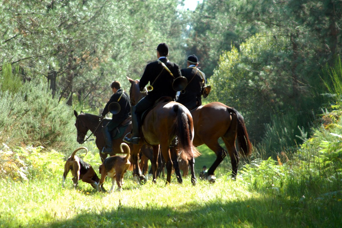 30millionsdamis's tweet photo. Cette semaine, le podcast 🎙 de #30millionsdamis fustige la #ChasseÀCourre, cette pratique cruelle qui consiste à poursuivre jusqu’à épuisement un animal - souvent un cerf - à cheval et avec des chiens, pour ensuite le tuer à l’arme blanche. ⤵ https://t.co/GI1VLrgc96 https://t.co/JVa8xylkwz