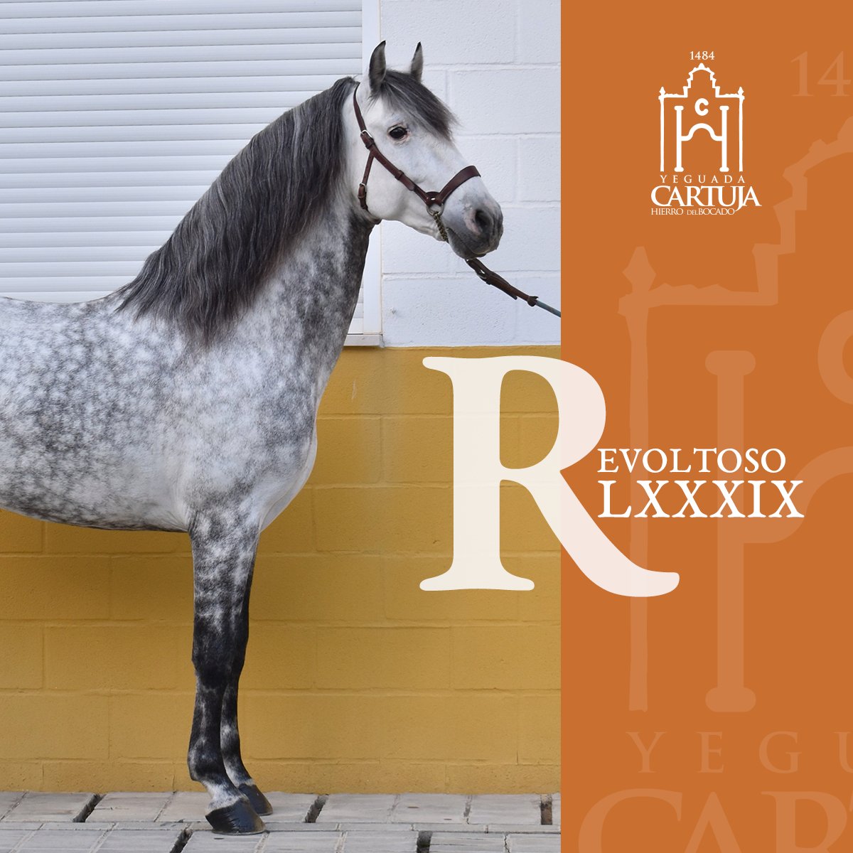 Yeguada_Cartuja's tweet photo. Su distinción deja sin palabras a cada paso.
#RevoltosoLXXXIX es uno de nuestros #JRR.
Espectacular ¿verdad? Puedes solicitar sus servicios en https://t.co/gEFMOurqX0
#SementalesPRE #PREHorses #CaballosPRE #reproduccionequina #purarazaespañola #SomosNuestroLegado https://t.co/qN62gDjOnR