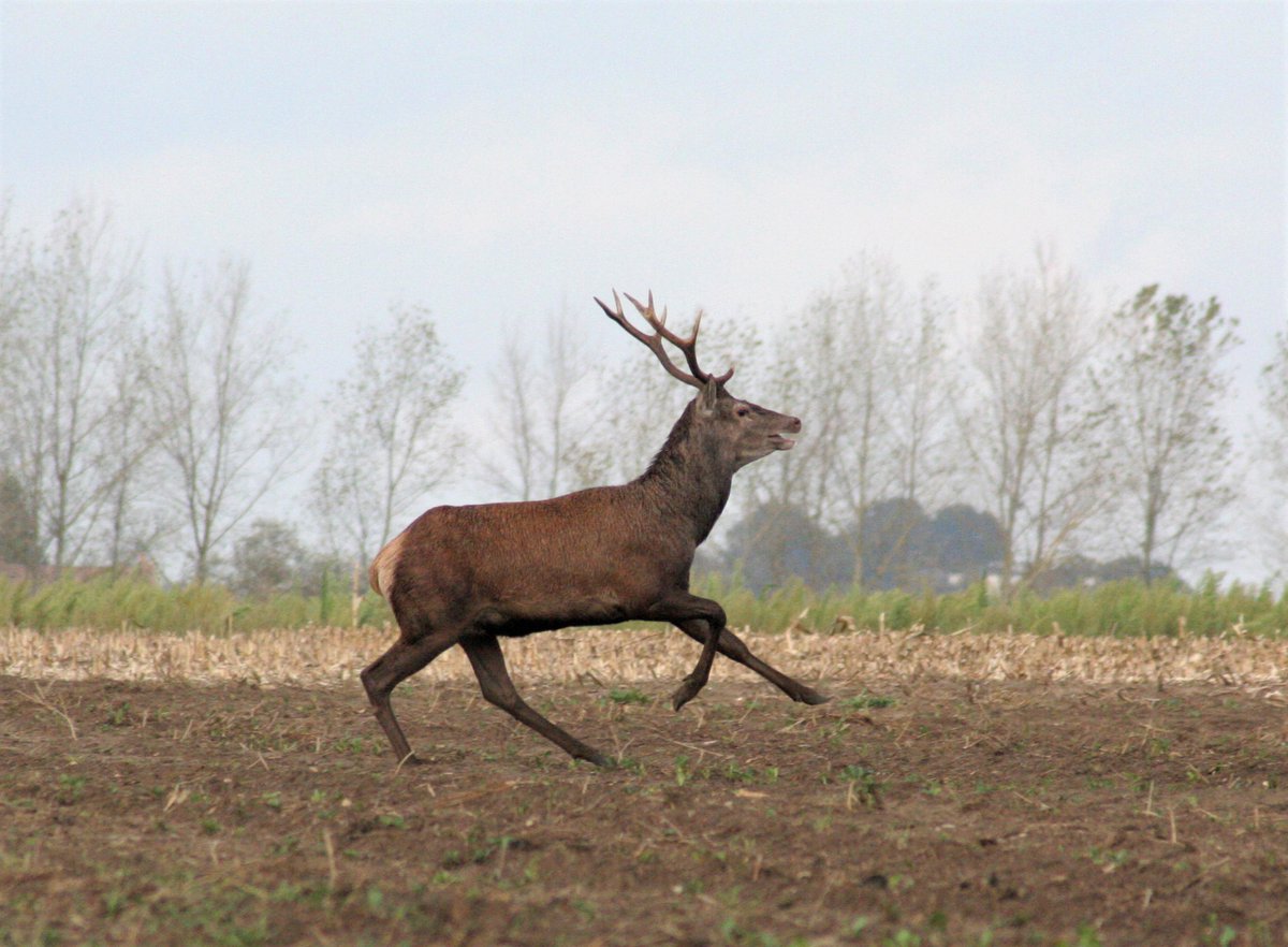 30millionsdamis's tweet photo. Cette semaine, le podcast 🎙 de #30millionsdamis fustige la #ChasseÀCourre, cette pratique cruelle qui consiste à poursuivre jusqu’à épuisement un animal - souvent un cerf - à cheval et avec des chiens, pour ensuite le tuer à l’arme blanche. ⤵ https://t.co/GI1VLrgc96 https://t.co/JVa8xylkwz