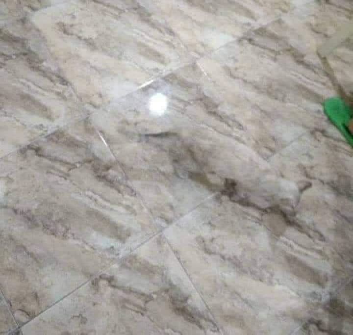 There is no cat in this image tweet media