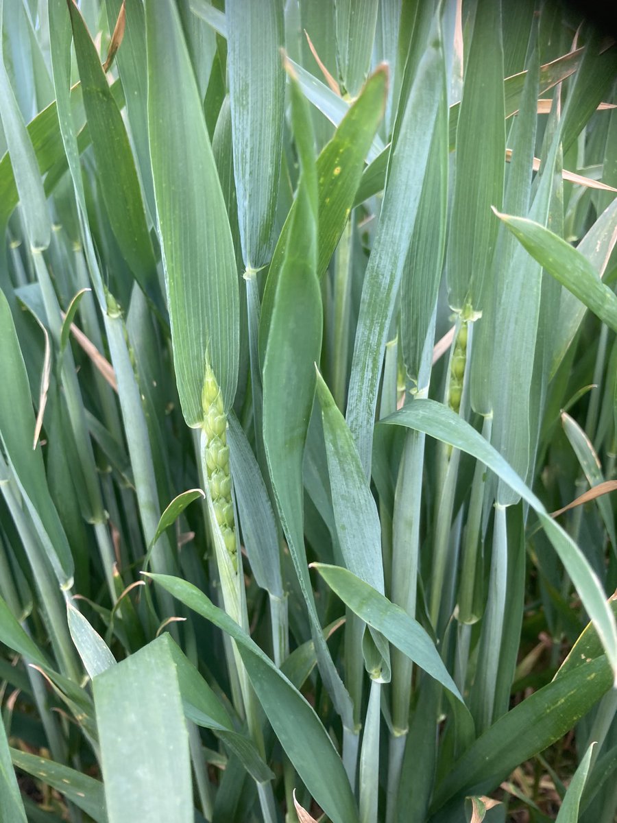 LiamCupit's tweet photo. @KWS_Group Extase heads starting to show! It’s only the 12th May 😬 recon harvest could be early here in Lancashire! https://t.co/yFXib4L3RW