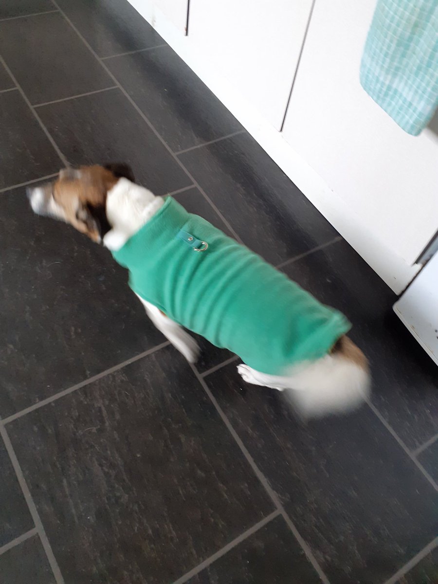 SuzyYoung24's tweet photo. @jennystape @NormanTheCairn Er fink me better call @carrotfiles Aunty Claire juss in cases Norm needs a bacum revival smoothy I mean really Wild Rupe yooz gonna cook Wild Norm #BaconAddict ๐ฒ๐ฒ๐ฒme can't look ๐ #ZSHQ https://t.co/0aQVnBTyfO