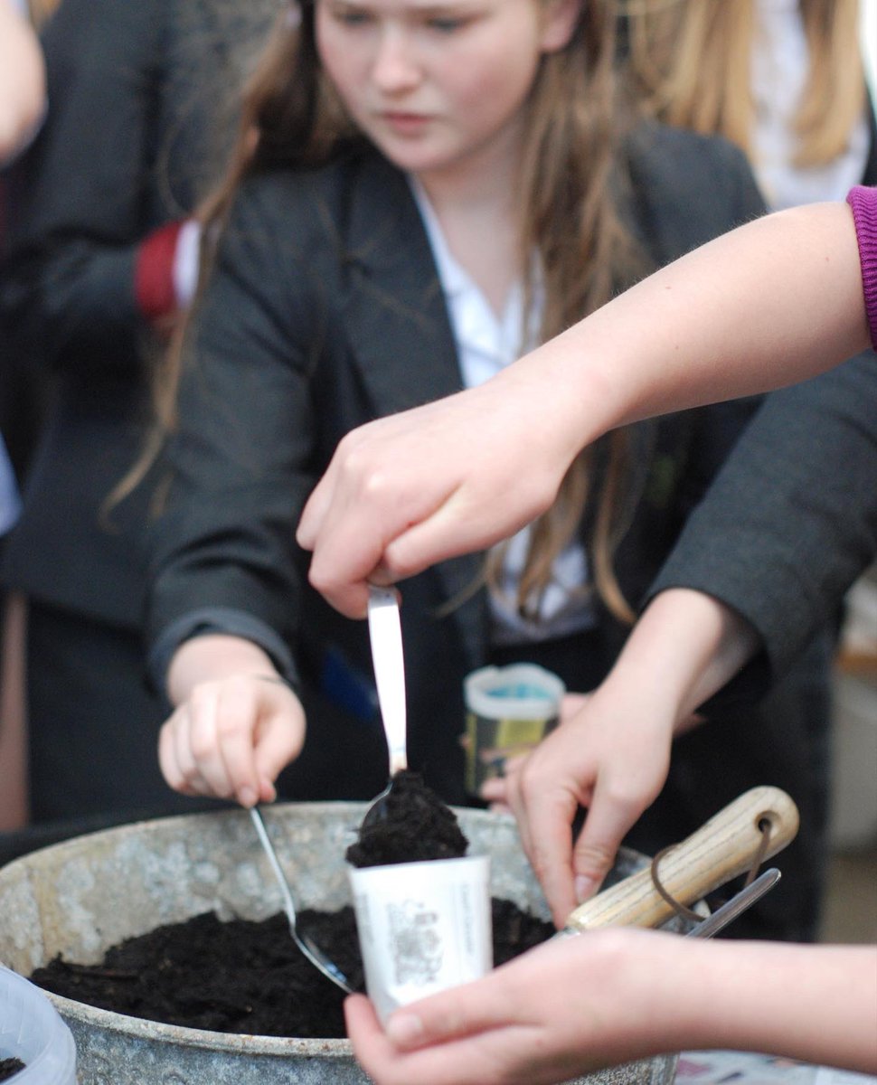 BGS_Eco's tweet photo. Did you miss our Tuesday sunflower planting session? There is another chance for our students to join #BGSeco to #sowandgrow one today second lunch in the courtyard. https://t.co/mGRNhDfAx4
