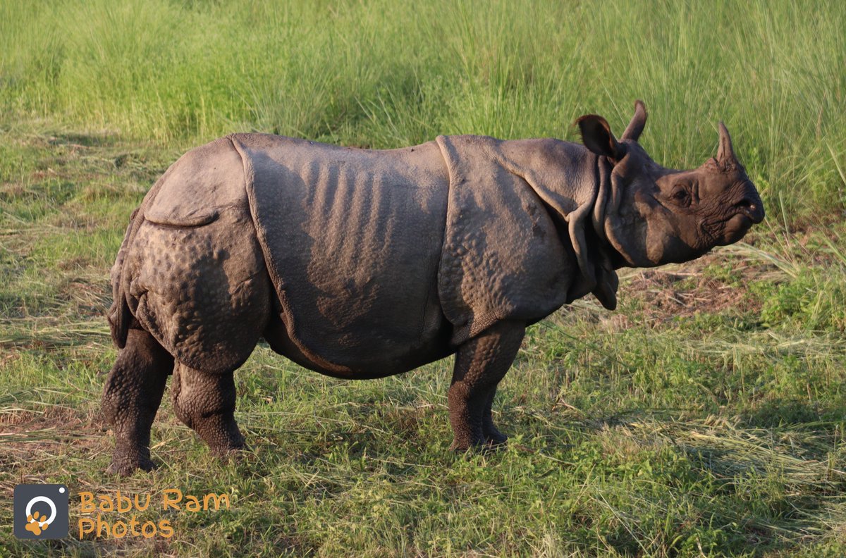 1baburam's tweet photo. Amazing to see 11 #rhinos & hundreds of #Chitals in just an hour out in the #forest in #ChitwanNationalPark this afternoon; 9 were seen on the #grasslands managed by @NTNCBCC through support of @RhinosIRF.
#GreaterOneHornedRhino
#Habitat #GrasslandManagement
#Conservation #Nepal https://t.co/sbmf9VDlwp