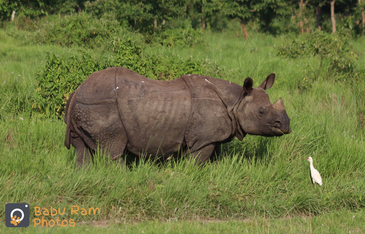 1baburam's tweet photo. Amazing to see 11 #rhinos & hundreds of #Chitals in just an hour out in the #forest in #ChitwanNationalPark this afternoon; 9 were seen on the #grasslands managed by @NTNCBCC through support of @RhinosIRF.
#GreaterOneHornedRhino
#Habitat #GrasslandManagement
#Conservation #Nepal https://t.co/sbmf9VDlwp