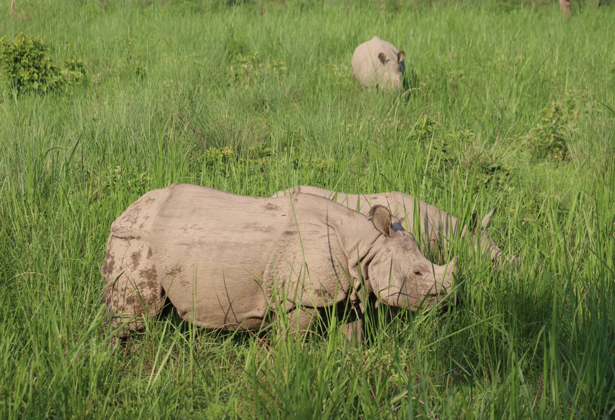1baburam's tweet photo. Amazing to see 11 #rhinos & hundreds of #Chitals in just an hour out in the #forest in #ChitwanNationalPark this afternoon; 9 were seen on the #grasslands managed by @NTNCBCC through support of @RhinosIRF.
#GreaterOneHornedRhino
#Habitat #GrasslandManagement
#Conservation #Nepal https://t.co/sbmf9VDlwp
