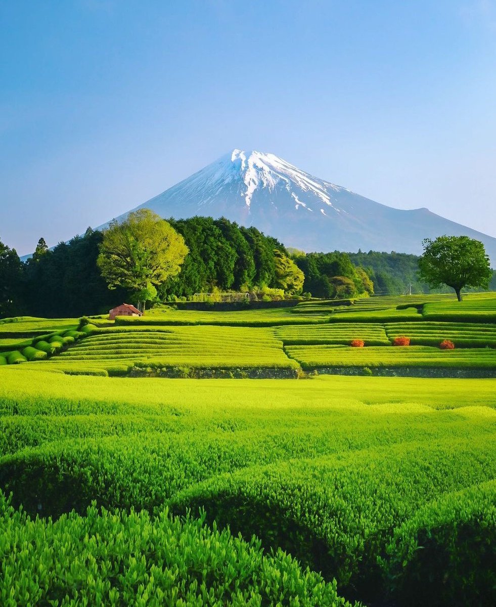 Da___Eliz's tweet photo. Calm Day My Dears💚🌷🌼
#nature #NaturePhotography

📸 Kazumi https://t.co/066B9G8oms