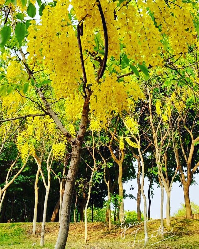 gauravmibm's tweet image. #goldenchaintrees bright golden-yellow 🌷 r linked in a chain as a close knit team, tumble, dangle 2gethr in harmony, hanging from the crown helping 2 understand that #teamworkmakesadreamwork 

#leadershiplessonsfromnature 
#leadershipmatters 
#natureateacher 
#infycampus 
#wfo