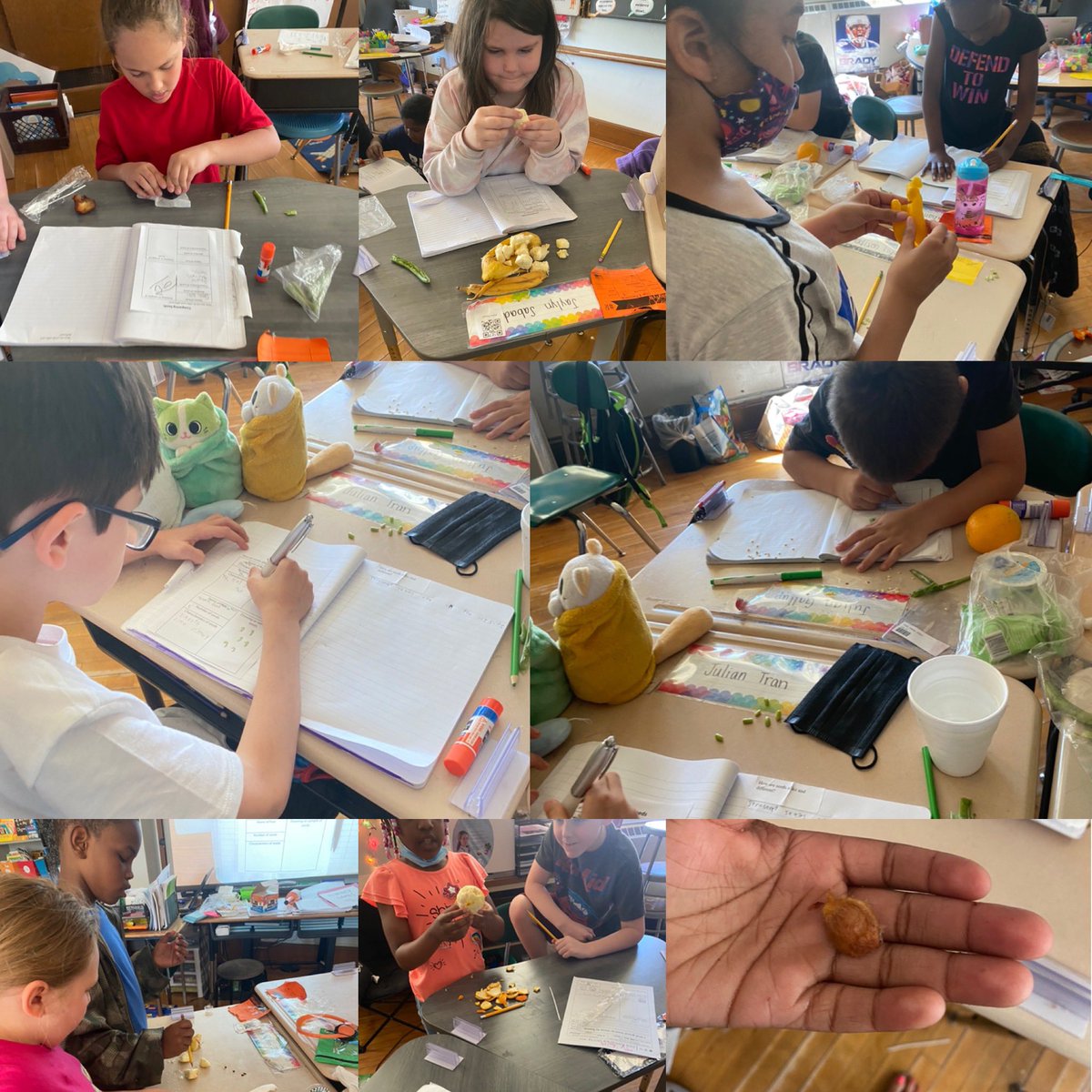 tracy_waters714's tweet photo. We had so much fun exploring seeds from fruits and vegetables yesterday and journaling in our @FOSSscience notebook! Our third graders @FrazerFrontier are so excited for this unit. 🧡🖤🌱🦞🦉@ShannonHatton23 https://t.co/GPHtXYYUc2