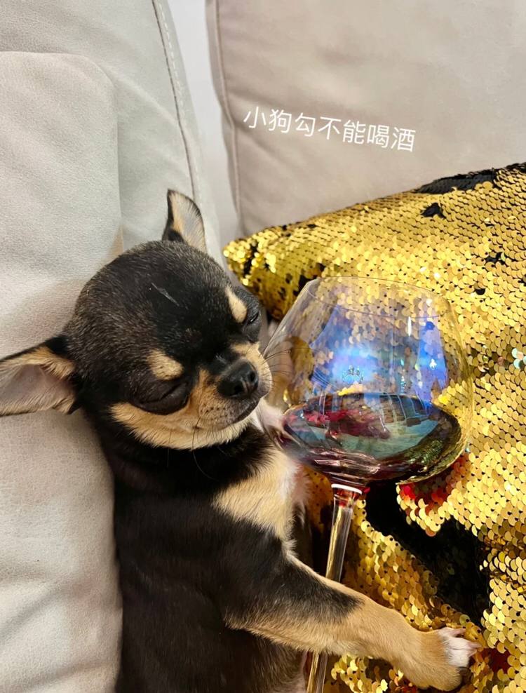 Limin229's tweet photo. Dogs can't drink alcohol, Lol https://t.co/zzt2DosZ8q