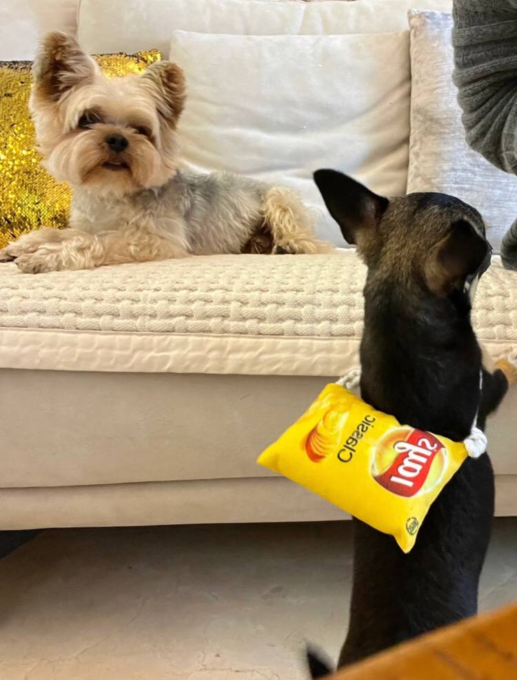 Limin229's tweet photo. Dogs can't drink alcohol, Lol https://t.co/zzt2DosZ8q