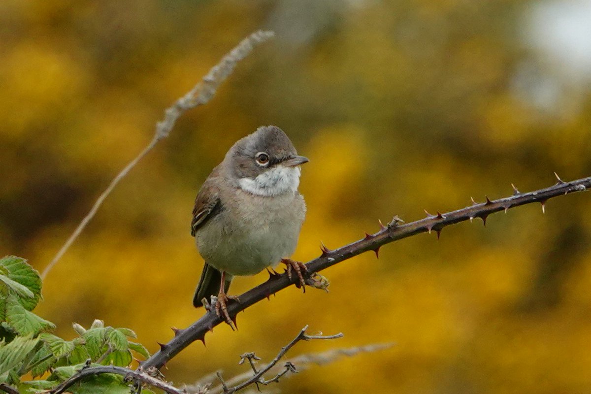 Visited <a href="/RSPBDungeness/">RSPB Dungeness</a> on a gloomy afternoon yesterday, but this baby Whitethroat sang and cheered me up!