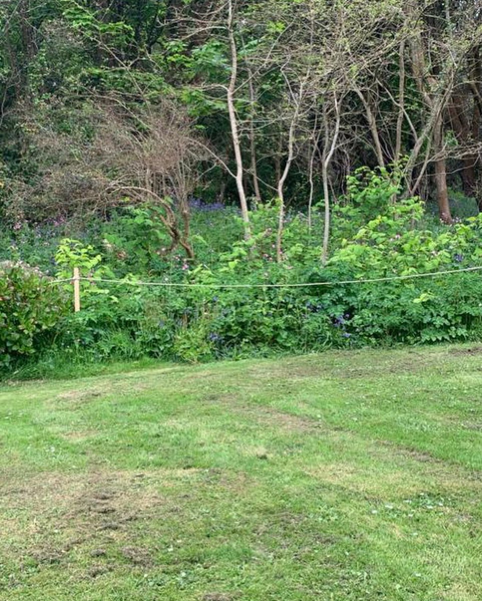 JKSLtd's tweet photo. Nowhere is safe! #japaneseknotweed #stmichaelsmount #Cornwall https://t.co/4qhc74VZZP