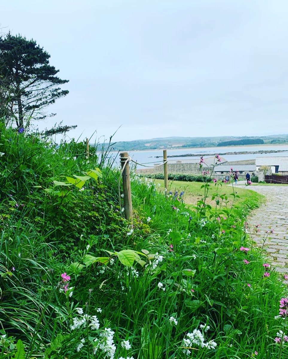JKSLtd's tweet photo. Nowhere is safe! #japaneseknotweed #stmichaelsmount #Cornwall https://t.co/4qhc74VZZP