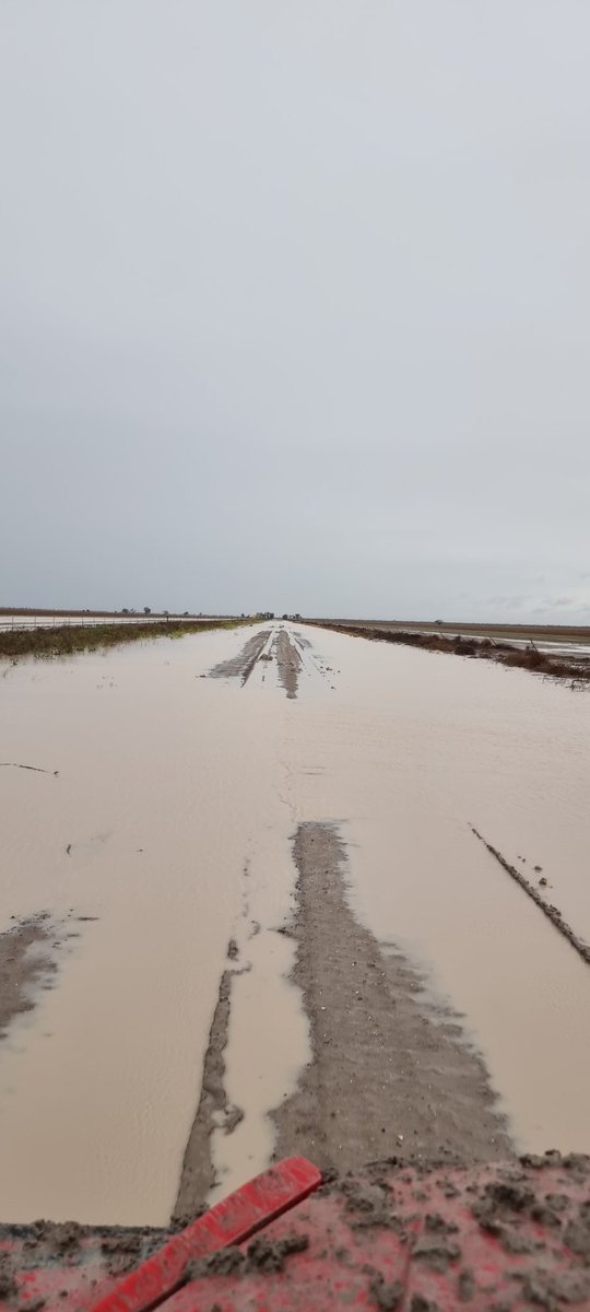 TRCTRDRIVR4SALE's tweet photo. Very wet on farm this arvo 100ml of rain in the last 2 days, freshly sown wheat under water and canola still poking up https://t.co/FUkLmHAqEO