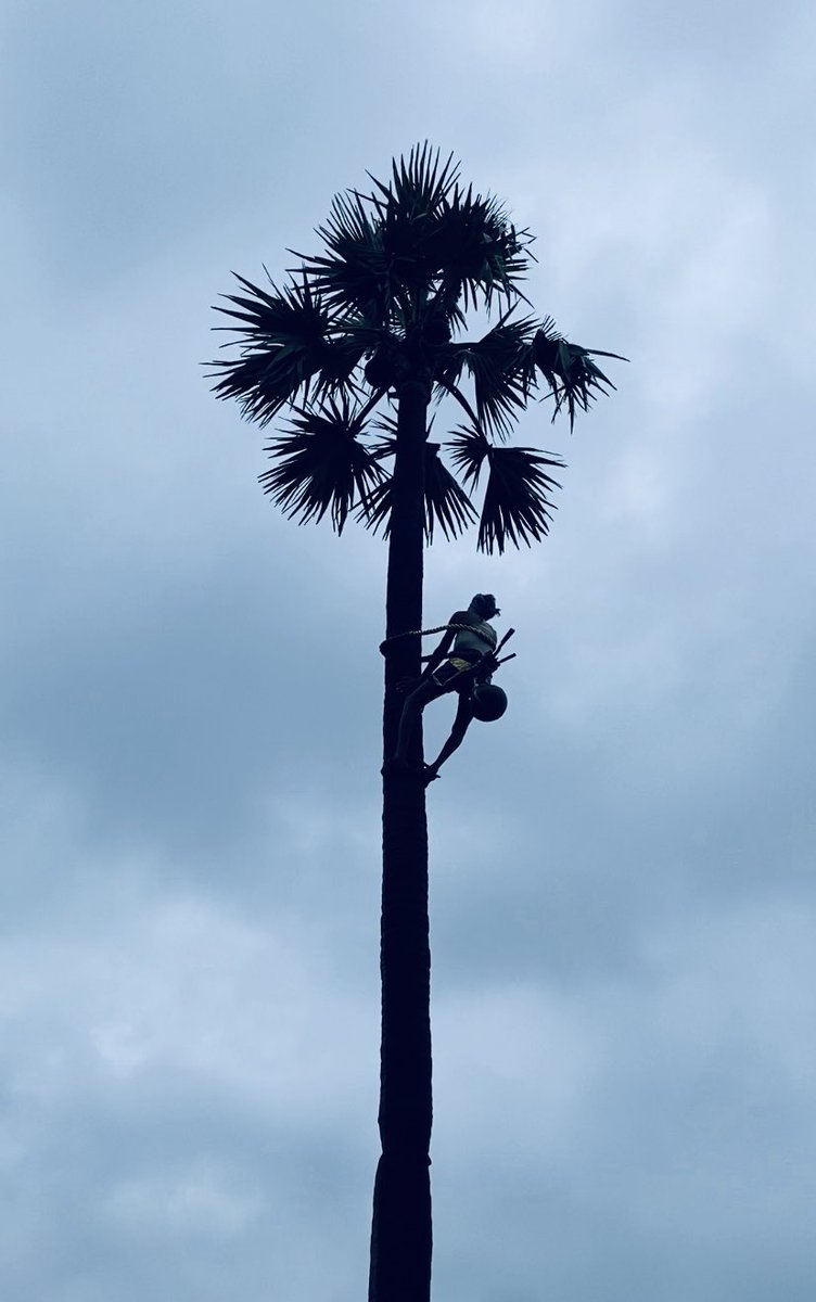 ash_sepuri's tweet photo. The toddy tapper💙💙
:
:
Check out this post on Pindle
:
:
https://t.co/REFhCzANUn
:
:
@Pindle_India #pindle #pindleindia #incredibleandhrapradesh #vijayawada #incredibleindia #shotoniphone11 #toddytapper https://t.co/EiomWDhE8y