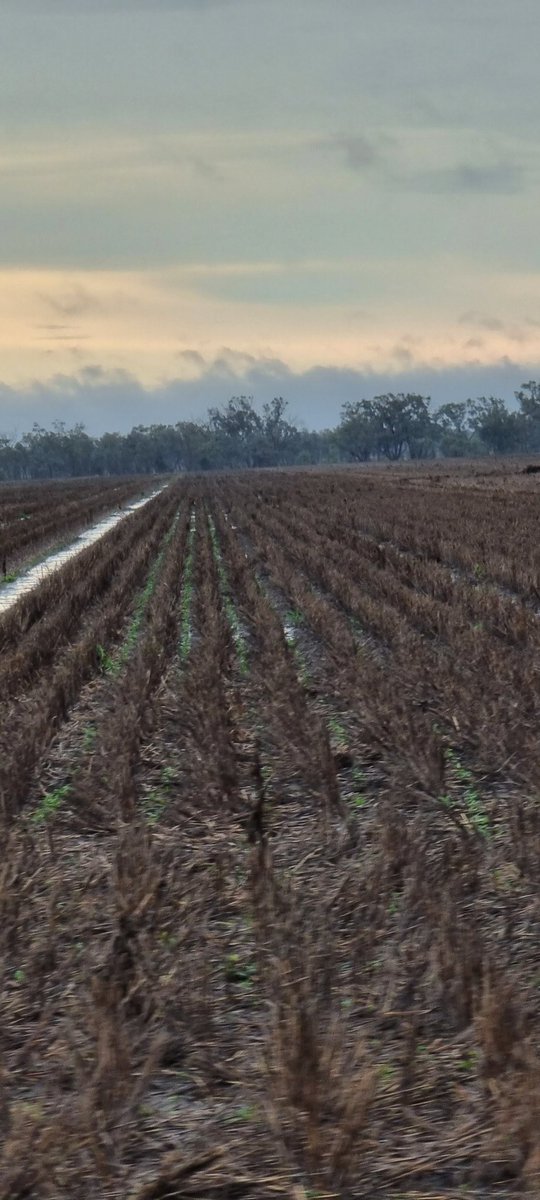 TRCTRDRIVR4SALE's tweet photo. Very wet on farm this arvo 100ml of rain in the last 2 days, freshly sown wheat under water and canola still poking up https://t.co/FUkLmHAqEO