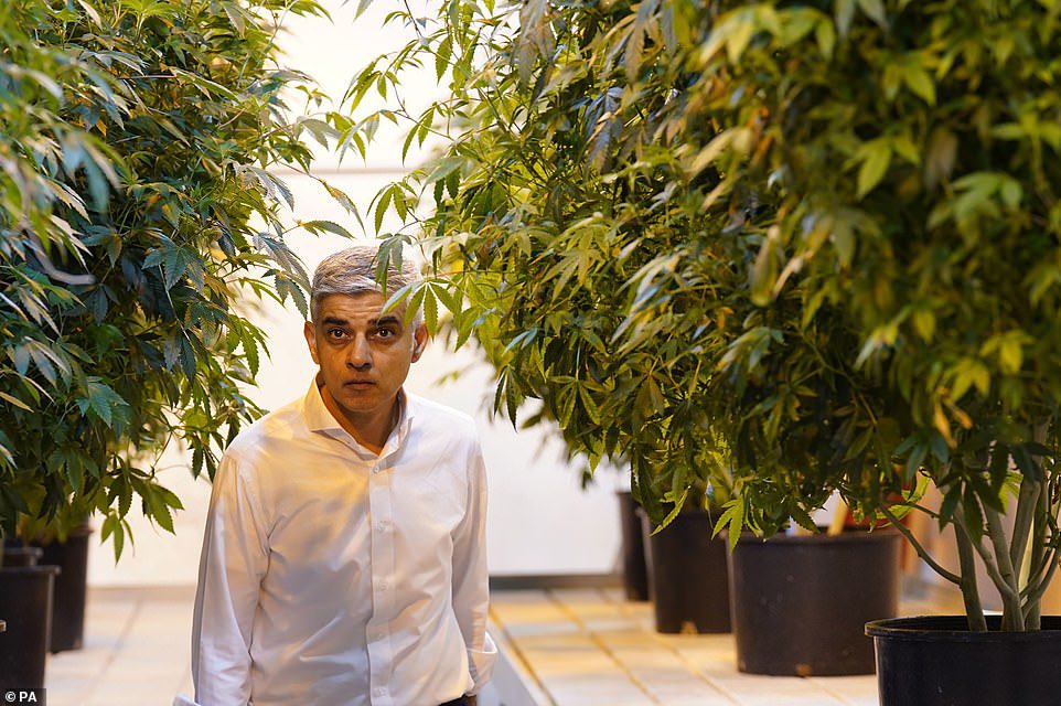 JAHeale's tweet photo. The pics of Sadiq just staring aimlessly at marijuana plants are simply superb https://t.co/uUPvUqhoP8