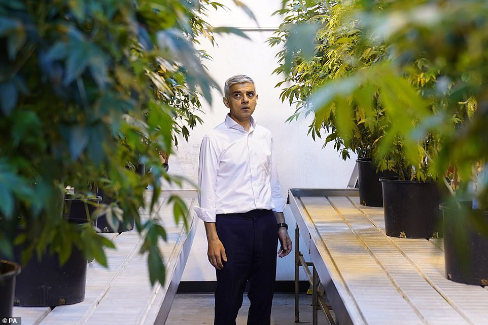 JAHeale's tweet photo. The pics of Sadiq just staring aimlessly at marijuana plants are simply superb https://t.co/uUPvUqhoP8