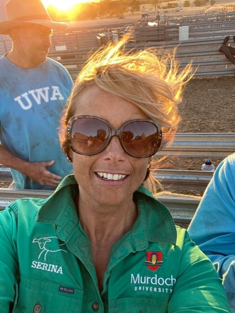 Long day in the yards - Researchers getting dirty! #shadeandshelter #heatstress <a href="/meatlivestock/">Meat & Livestock Australia</a>
