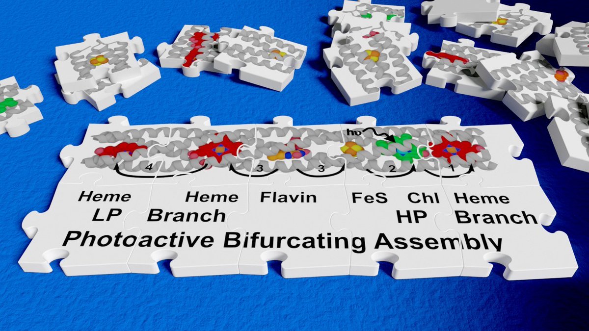 AdrianBunzel's tweet image. 📢Job alert: 3 postdoc positions for
𝗖𝗿𝗲𝗮𝘁𝗶𝗻𝗴 𝘁𝗵𝗲 𝗰𝗶𝗿𝗰𝘂𝗶𝘁𝗿𝘆 𝗼𝗳 𝗹𝗶𝗳𝗲.👩‍🔬
This project headed by @BristolBiochem aims to #bioengineer de novo redox and light-harvesting proteins⚡️💡 and build complex bioenergetic cirucits.🧫🧬
jobs.ac.uk/job/CPG428/res…
1/4🧵