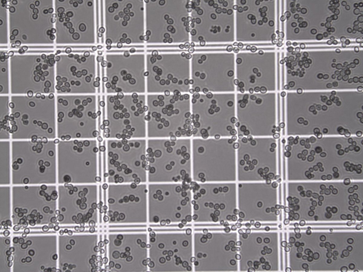 GreatrixBrad's tweet image. Counting fermentors 

#Bottling #TraditionalMethod @nyetimber