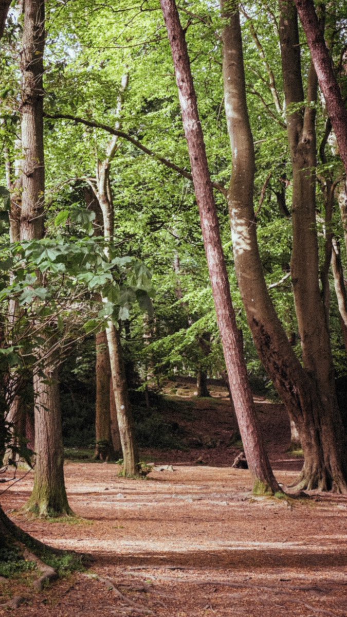 awillispictures's tweet photo. The #killineyhill walk never gets dull. https://t.co/fnaGi8Nx0E