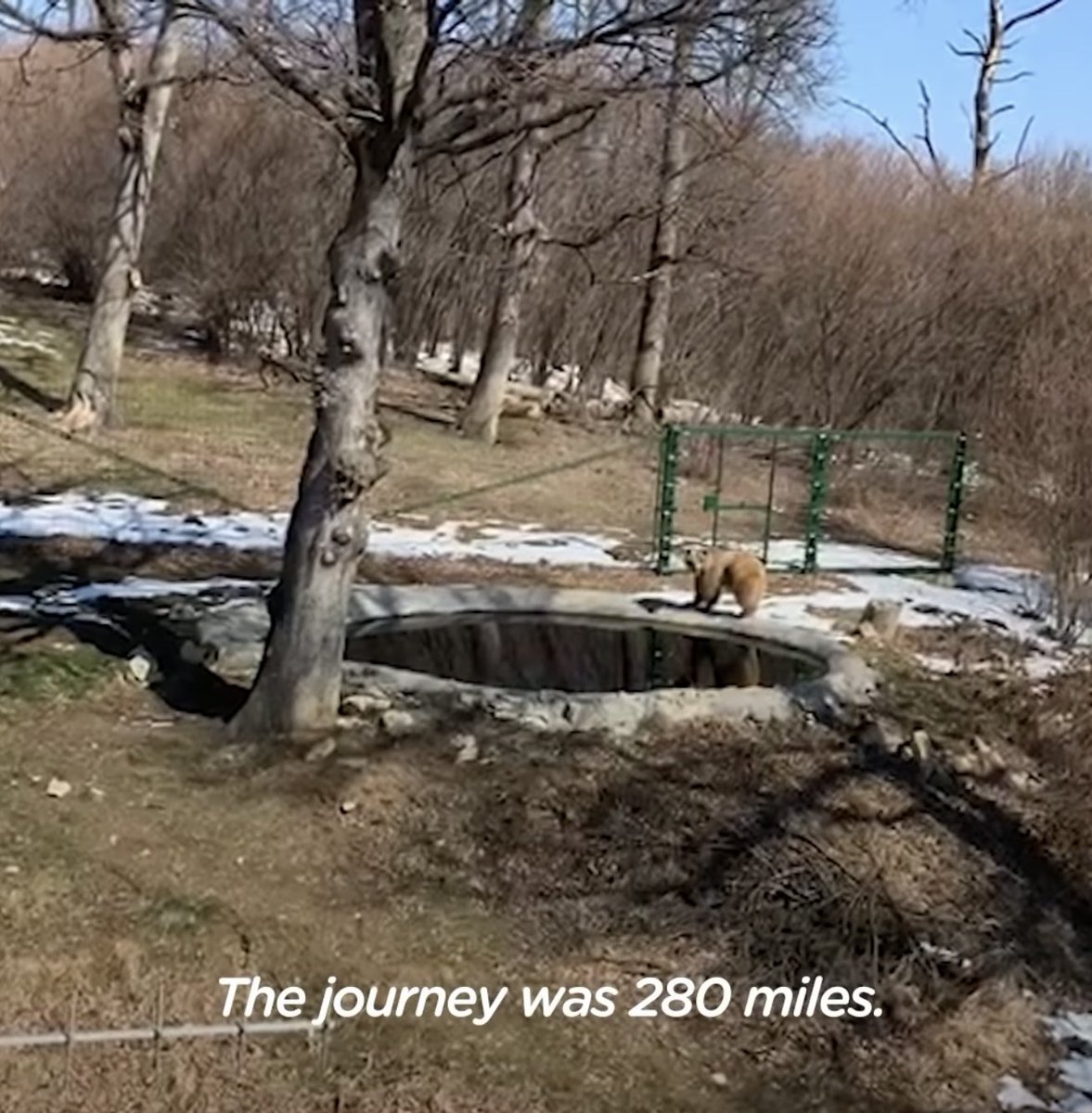 schmoozequeen's tweet photo. Men Travel 280 Miles Through #Ukraine To Rescue A #Bear
🤎😇🤗🧸🇺🇦 #StandUpForUkraine #BearRescue #CircusAnimals
@dodo 
https://t.co/anWchu1wfR https://t.co/twcNe3uXTP