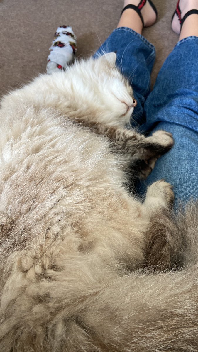sofiarossi5's tweet photo. Dear @rickygervais my lovely cat has contracted a disease called FPA and I don’t have the money to cure him. Loooong shot, but would you consider adopting him? https://t.co/q4HY2osP0A