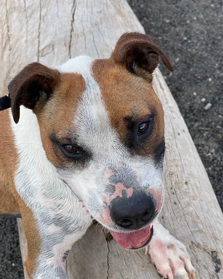 CETACES_Ingenio's tweet photo. #Adan, #Dailos, #Brutus y #Thami, los cuatro olvidados 😞😔
Estos pequeños siguen esperando por una familia. Llevan mucho tiempo tras las rejas de una jaula y son los que mayor riesgo tienen ante las saturaciones.
Ayúdanos a que tengan un hogar responsable #adopta #acoge https://t.co/0ZHgduvF3f