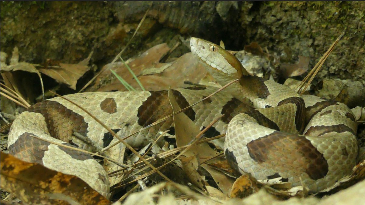 Ben Zino tweet media