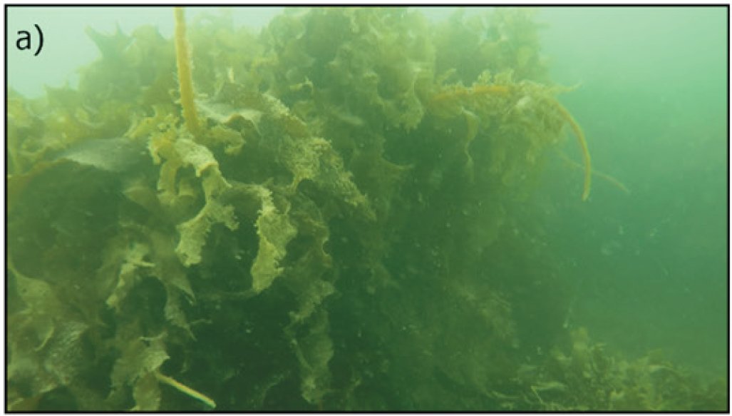 InjJournal's tweet photo. Volume 38 - Chan et al. report a new record of the invasive kelp Wakame on the rock armour of Greystones Harbour, Co. Wicklow. The extent of coverage indicates Wakame is established at the site. For subscription details: https://t.co/MxLvigqPlm https://t.co/6U7ovSOwOg
