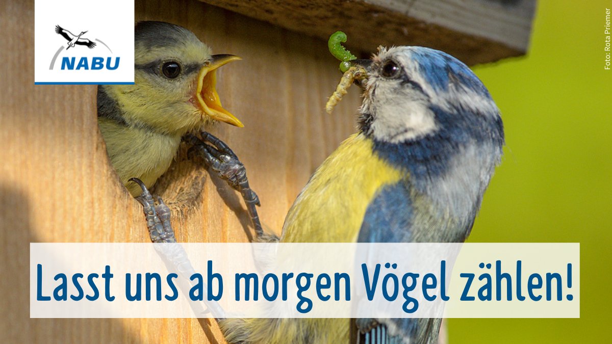 NABU_de's tweet photo. Morgen ist es soweit: Die #StundeDerGartenvögel starten in die 18. Runde. Macht am Wochenende mit bei Deutschlands größter Vogelzählung und liefert uns wichtige Daten zu unserer Vogelwelt.🐤 Alle Infos rund um die Aktion, findet ihr hier ➡️ https://t.co/aRUoKLVeuq https://t.co/dHAV8yuHeL